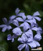 解读蓝花丹的传情之花 蓝花丹的花语与含义