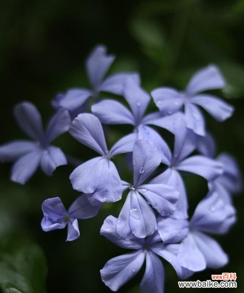 解读蓝花丹的传情之花 蓝花丹的花语与含义
