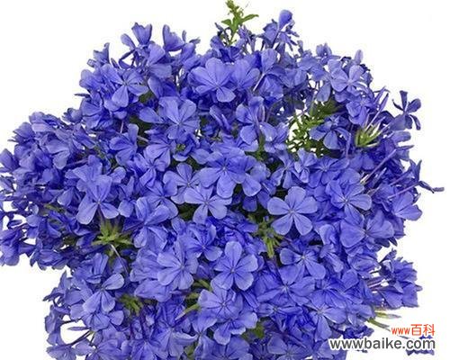 解读蓝花丹的传情之花 蓝花丹的花语与含义