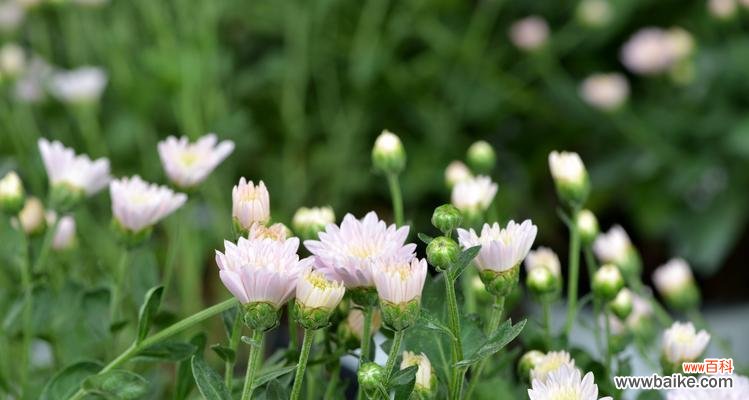 揭示长寿菊花语 长寿菊的花语