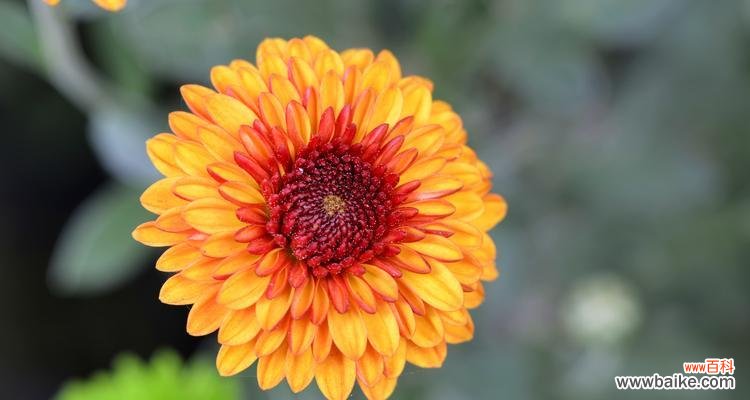 揭示长寿菊花语 长寿菊的花语