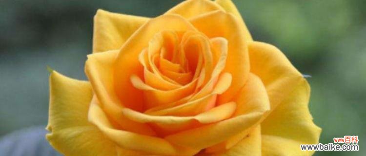 每一朵黄玫瑰都有其特殊的寓意 黄玫瑰花语解读