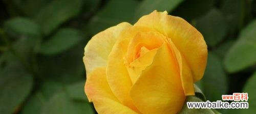 每一朵黄玫瑰都有其特殊的寓意 黄玫瑰花语解读