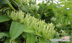 探索金银花花语 金银花花语与寓意代表的意义