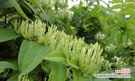 探索金银花花语 金银花花语与寓意代表的意义