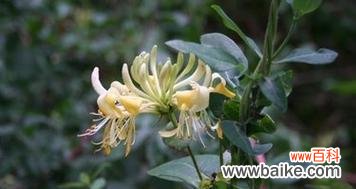 探索金银花花语 金银花花语与寓意代表的意义