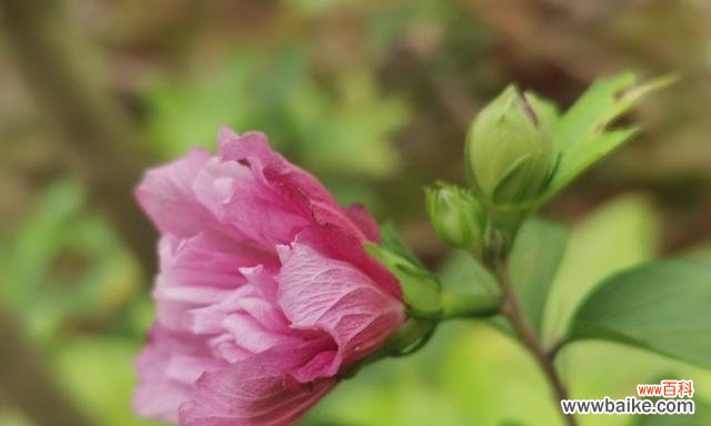 探寻木槿花的深层寓意 木槿花语的意义与传承