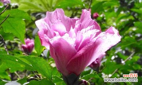 探寻木槿花的深层寓意 木槿花语的意义与传承