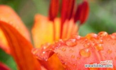 探寻橙色百合花语的神秘魅力 橙色百合花语的深意