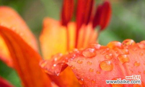 探寻橙色百合花语的神秘魅力 橙色百合花语的深意