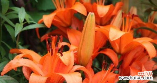 探寻橙色百合花语的神秘魅力 橙色百合花语的深意