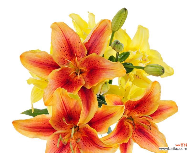 探寻橙色百合花语的神秘魅力 橙色百合花语的深意