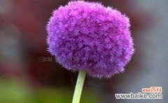 探寻紫色三叶草的深意 紫色三叶草的花语