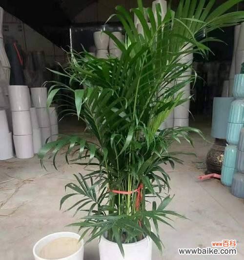 探究富贵椰子的文化象征与内涵 富贵椰子的象征意义及寓意