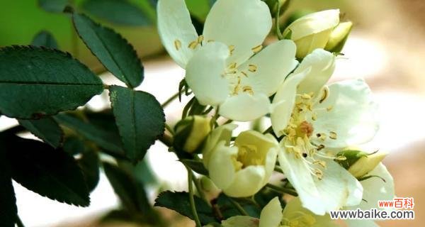 用一朵花 七里香的花语之美