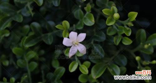 用一朵花 七里香的花语之美