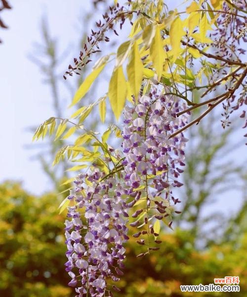 探寻流苏花的意义与象征 流苏花的花语与美丽传承