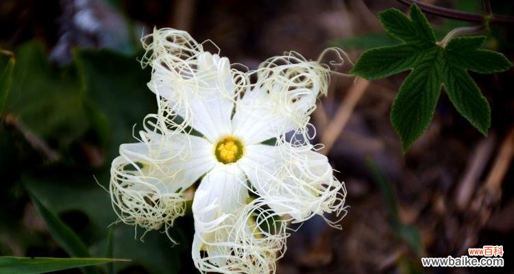 探寻流苏花的意义与象征 流苏花的花语与美丽传承