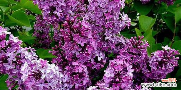 探寻流苏花的意义与象征 流苏花的花语与美丽传承