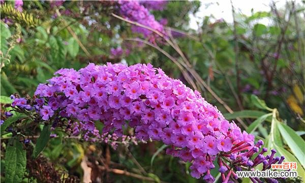探寻醉鱼草的花语 醉鱼草