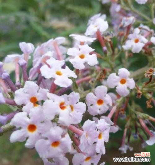 探寻醉鱼草的花语 醉鱼草