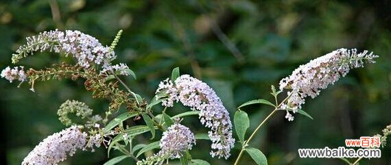 探寻醉鱼草的花语 醉鱼草