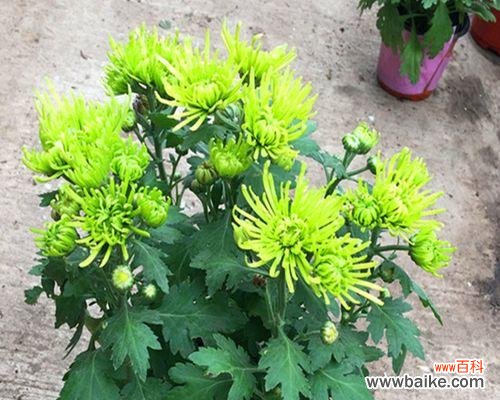 绿色菊花象征着什么？绿色菊花的含义是什么？