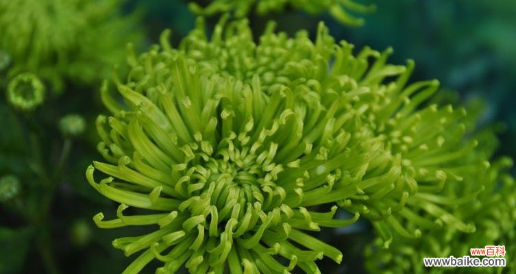 绿色菊花象征着什么？绿色菊花的含义是什么？