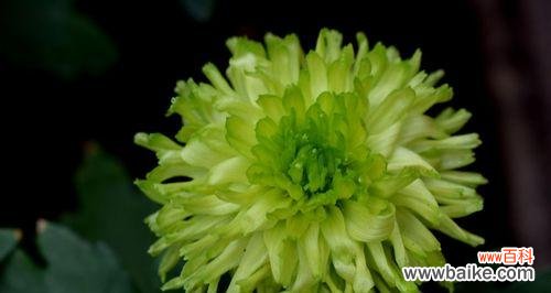 绿色菊花的花语是什么？如何正确理解绿色菊花的含义？