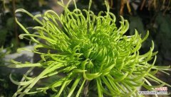 绿色菊花的花语是什么？如何正确理解绿色菊花的含义？