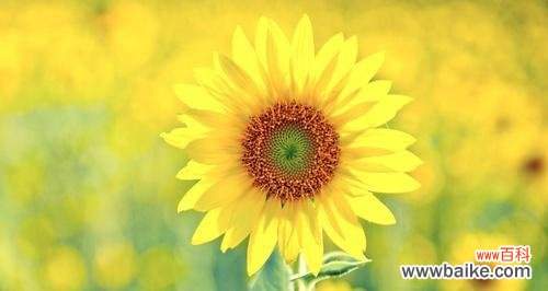 探寻向日葵花的象征意义和情感表达 向日葵花的寓意与花语