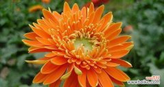 探寻向日葵花的象征意义和情感表达 向日葵花的寓意与花语