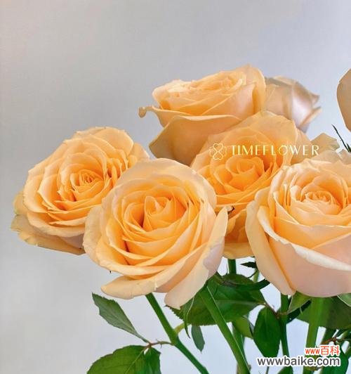 探寻香槟玫瑰所传递的情感与寓意 香槟玫瑰的花语及意义解读