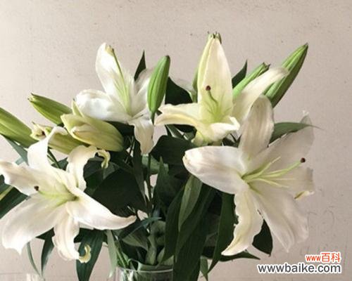 春天的黄金花海 黄天霸百合花语之美