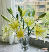 春天的黄金花海 黄天霸百合花语之美