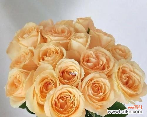 美丽 21朵香槟玫瑰的花语