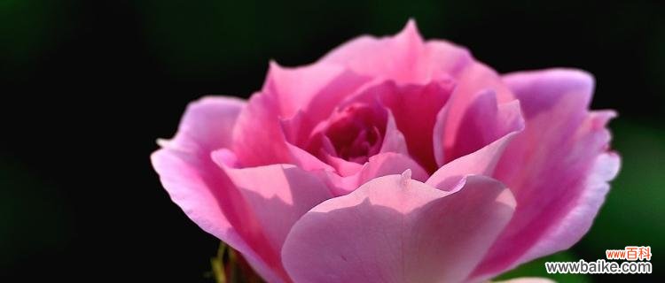 探寻月季花的花语之美 月季花的美丽与花语