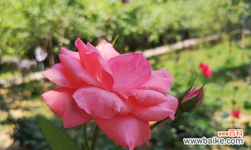 探寻月季花的花语之美 月季花的美丽与花语