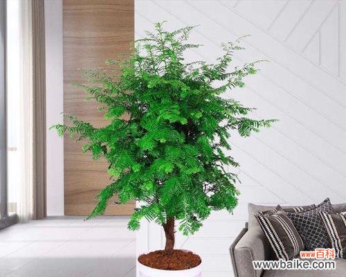 探寻白兰花的象征意义 以白兰花代表诚信——美丽花朵中的道德品质