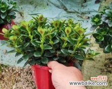 探寻白兰花的象征意义 以白兰花代表诚信——美丽花朵中的道德品质