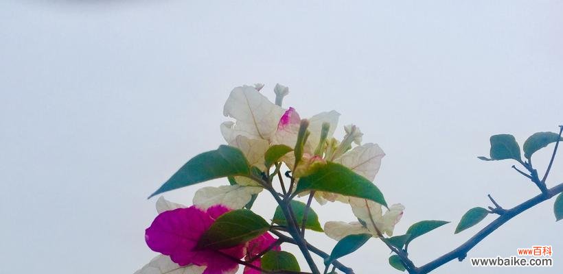 鲜花背后的故事和寓意 三角梅的花语和传说