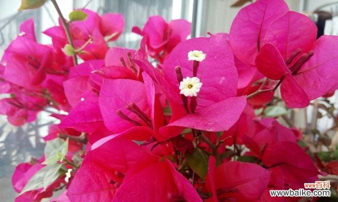 鲜花背后的故事和寓意 三角梅的花语和传说