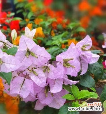 鲜花背后的故事和寓意 三角梅的花语和传说