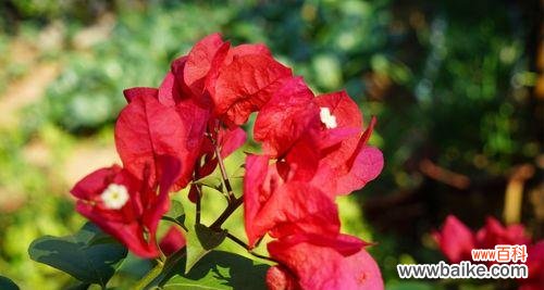解读三角梅的象征意义 三角梅的花语与传说