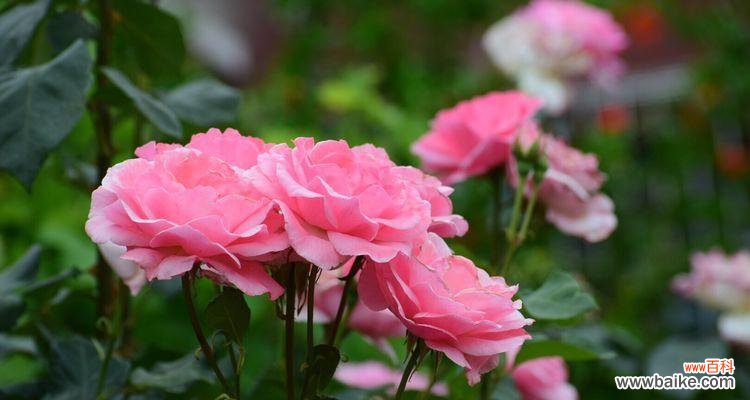 绿色玫瑰代表什么含义?花语解读与购买指南?