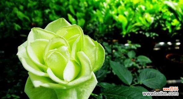 绿色玫瑰代表什么含义?花语解读与购买指南?