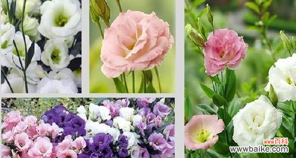 绿色玫瑰代表什么含义?花语解读与购买指南?