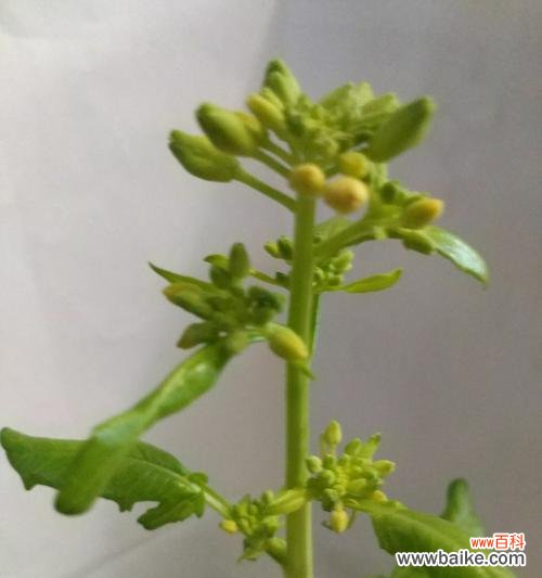 萝卜开花预示着什么意思?揭秘萝卜开花背后的含义?