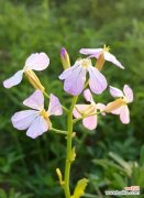 萝卜开花预示着什么意思？揭秘萝卜开花背后的含义？