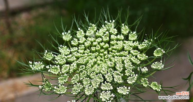 萝卜开花预示着什么意思?揭秘萝卜开花背后的含义?